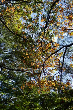 Güneşli bir günde mavi dağlardaki Wilson Dağı 'nda sonbahar yaprakları