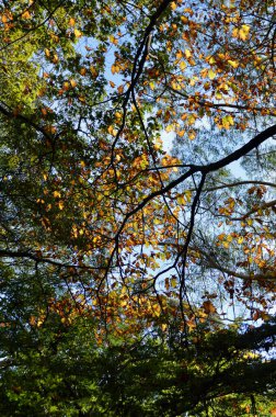 Güneşli bir günde mavi dağlardaki Wilson Dağı 'nda sonbahar yaprakları