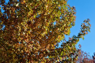 Autumn leaves in the Blue Mountains of Australia