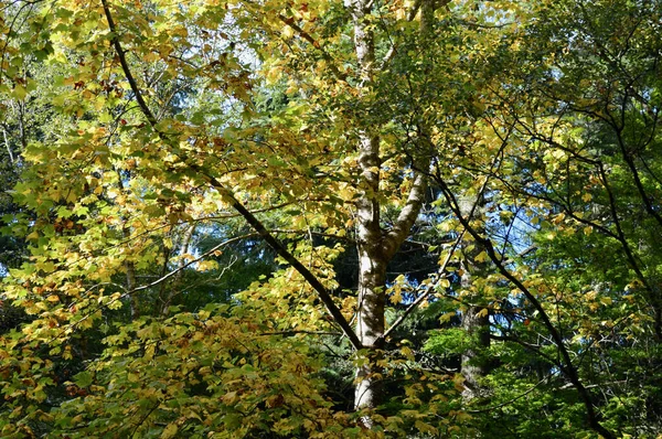 Outono Parte Monte Wilson Nas Montanhas Azuis Dia Ensolarado — Fotografia de Stock