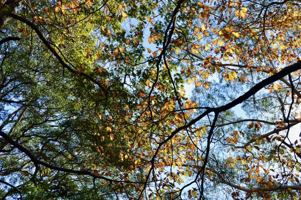 Осенние Листья Горе Уилсон Голубых Горах Солнечный День — стоковое фото