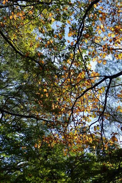 Güneşli bir günde mavi dağlardaki Wilson Dağı 'nda sonbahar yaprakları