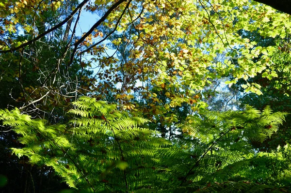 Autumn Leaves Mount Wilson Blue Mountains Sunny Day — Stock Photo, Image