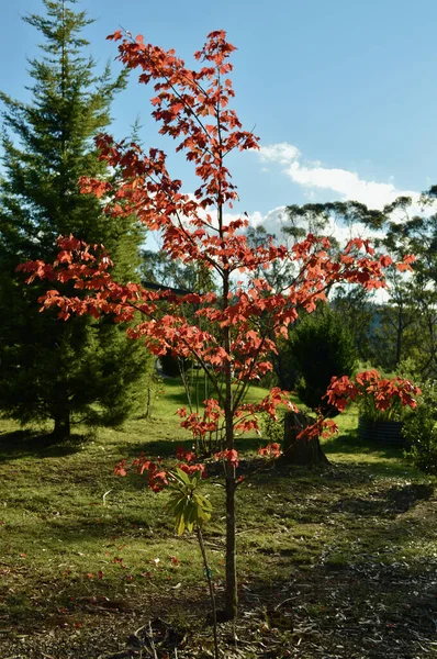 Rode Herfstbladeren Mount Irvine Blue Mountains Van Australië — Stockfoto