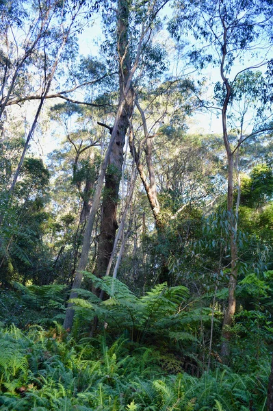 Kilátás Erdőre Irvine Hegyen Ausztrália Kék Hegyeiben — Stock Fotó