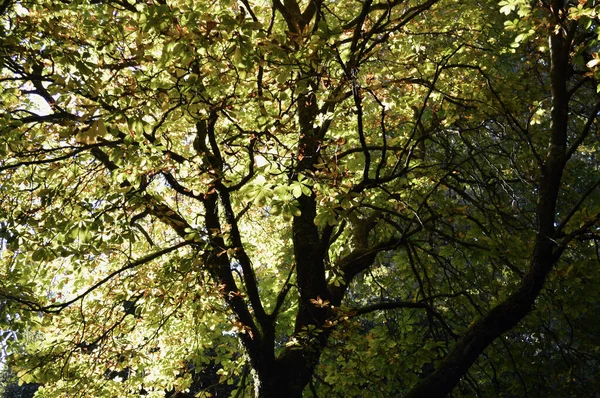 Экспозиция Осеннего Цвета Горе Уилсон Голубых Горах Австралии — стоковое фото