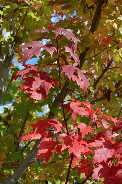 Κόκκινα Φύλλα Του Φθινοπώρου Στο Wentworth Falls Στα Μπλε Βουνά — Φωτογραφία Αρχείου