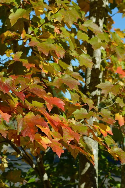 Bunte Blätter Herbst Blackheath Den Blue Mountains Australiens — Stockfoto