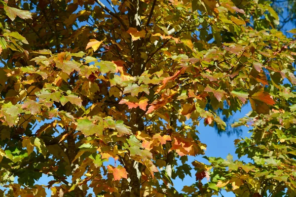 Цветные Листья Осенью Blackheath Голубых Горах Австралии — стоковое фото