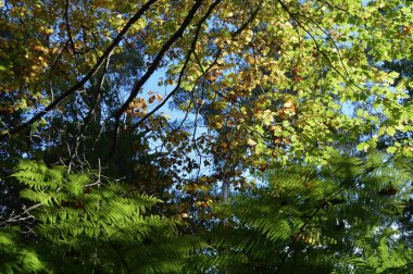 Avustralya 'nın Mavi Dağları' nda sonbahar yaprakları güneşli bir gökyüzüne karşı