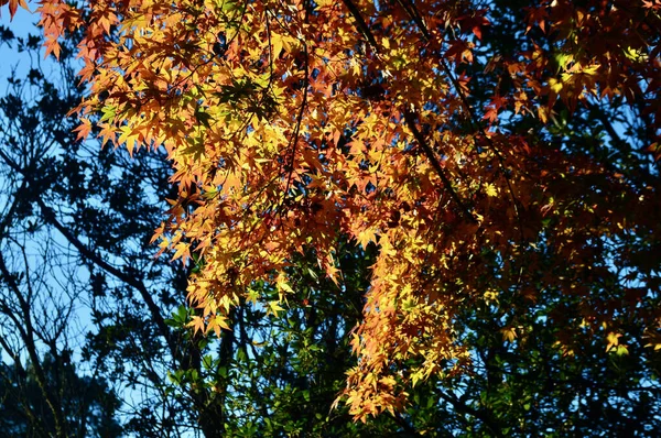 Folhas Outono Coloridas Sol — Fotografia de Stock