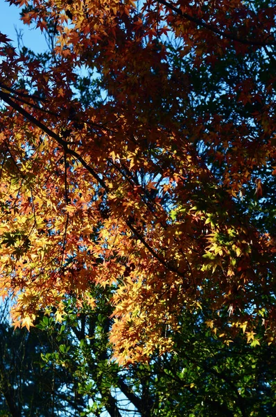 Folhas Outono Coloridas Sol — Fotografia de Stock