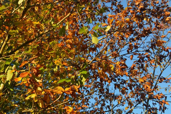 Красочные Осенние Листья Солнце — стоковое фото