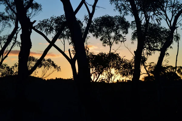 View Forest Katoomba Blue Mountains Sunset — стоковое фото