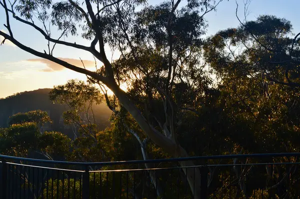 View Forest Katoomba Blue Mountains Sunset — Fotografia de Stock