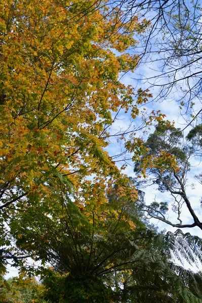 澳大利亚蓝山Katoomba公园的树木 — 图库照片