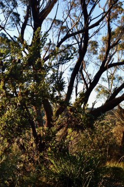 Katoomba, Avustralya 'da Heyelan Gözcüsü yakınlarındaki ormandaki ağaçlar