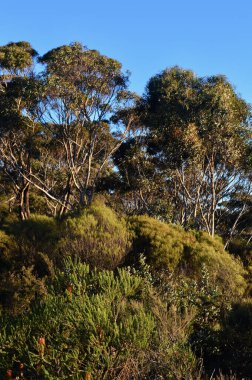 Katoomba, Avustralya 'da Heyelan Gözcüsü yakınlarındaki ormandaki ağaçlar