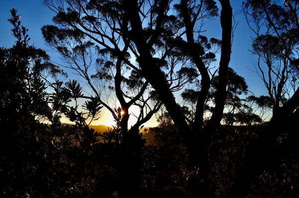 Sunset Forest Katoomba Blue Mountains Australia — Photo