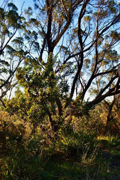 오스트레일리아 룸바의 슬라이드 근처에 의나무들 — 스톡 사진