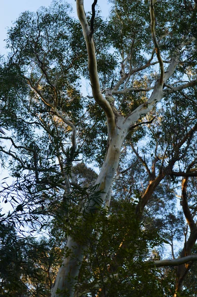 Trees Forest Landslide Lookout Katoomba Australia — ストック写真
