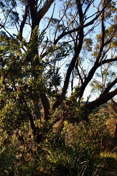 Katoomba, Avustralya 'da Heyelan Gözcüsü yakınlarındaki ormandaki ağaçlar