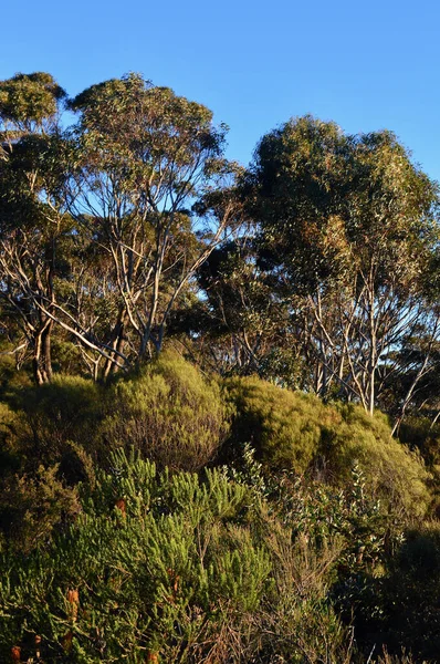 Trees Forest Landslide Lookout Katoomba Australia — Stockfoto