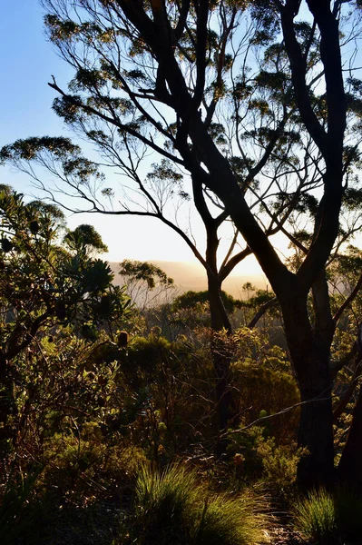 Захід Сонця Лісі Біля Катомби Горах Блу Маунтін Австралія — стокове фото