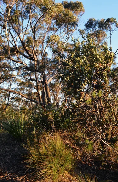 Katoomba, Avustralya 'da Heyelan Gözcüsü yakınlarındaki ormandaki ağaçlar