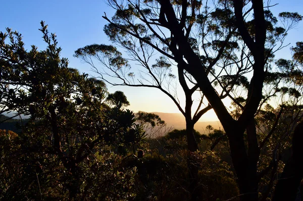 Avustralya 'nın Mavi Dağları' ndaki Katoomba ormanında gün batımı