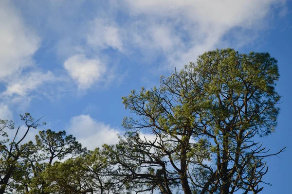 Hoge Boom Tegen Een Blauwe Lucht Met Witte Wolken — Stockfoto