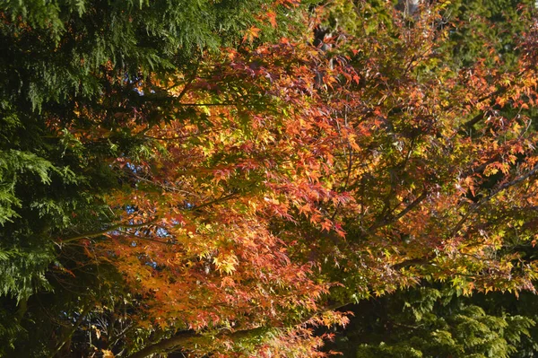 オーストラリアのブルーマウンテンのKatoombaで秋の色の表示 — ストック写真