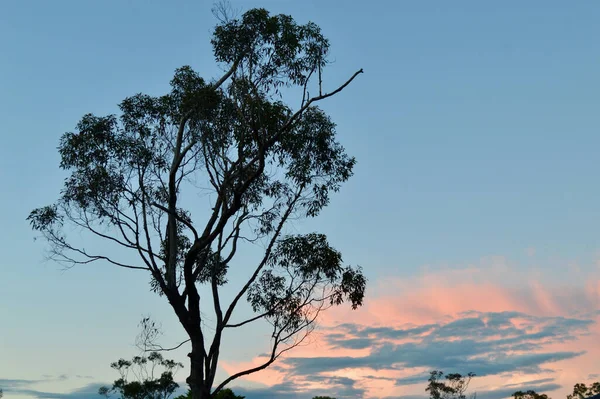 Eukalyptový Strom Proti Růžovému Západu Slunce — Stock fotografie
