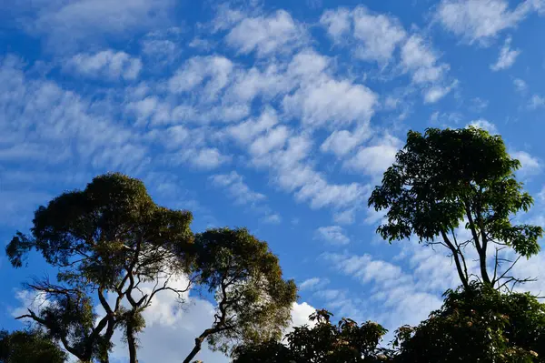 Bomen Met Een Blauwe Lucht Interessante Wolken — Stockfoto