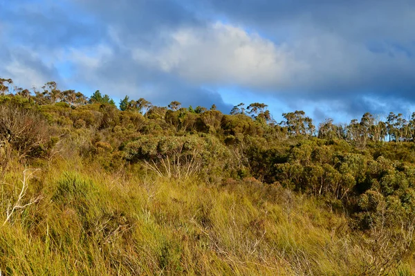 Arbusto Exfoliante Meseta Peckmans Katoomba Las Montañas Azules Australia —  Fotos de Stock