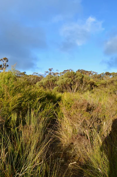 Avustralya 'nın Mavi Dağları' ndaki Peckmans Platosu 'ndaki çalılıkların arasından dar bir patika.