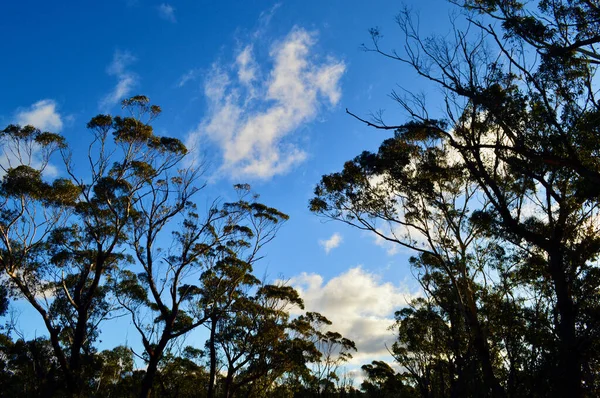 Eucalyptus Träd Skogen Vid Mount Victoria Blå Bergen Australien — Stockfoto