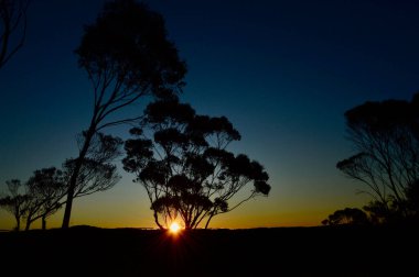 Ausrtralia 'nın Mavi Dağları' ndaki Wentworth Şelalesi 'ndeki ağaçların arasından gün batımı