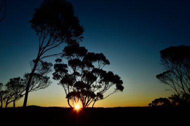 Ausrtralia 'nın Mavi Dağları' ndaki Wentworth Şelalesi 'ndeki ağaçların arasından gün batımı