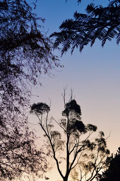 Bomen Middag Zonneschijn — Stockfoto