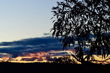 Avustralya 'nın Mavi Dağları' ndaki Bullaburra 'da ağaçların arasından gün batımı