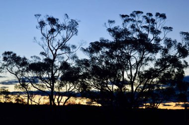 Avustralya 'nın Mavi Dağları' ndaki Bullaburra 'da ağaçların arasından gün batımı