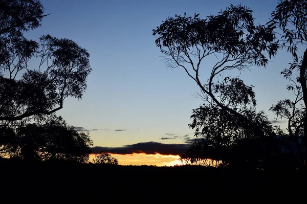 Solnedgång Genom Träden Vid Bullaburra Blå Bergen Australien — Stockfoto