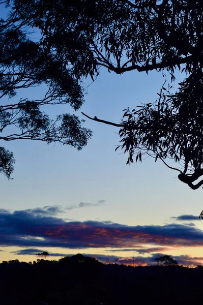 Tramonto Tra Gli Alberi Bullaburra Nelle Blue Mountains Australia — Foto Stock
