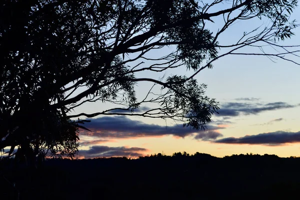 Solnedgång Genom Träden Vid Bullaburra Blå Bergen Australien — Stockfoto