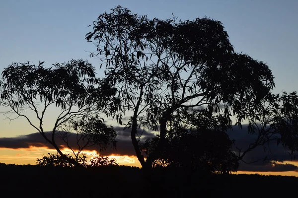 Pôr Sol Através Das Árvores Bullaburra Nas Montanhas Azuis Austrália — Fotografia de Stock