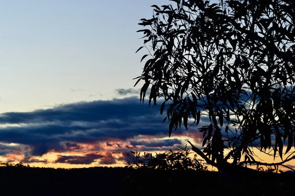 Puesta Sol Entre Los Árboles Bullaburra Las Montañas Azules Australia — Foto de Stock