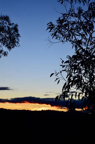 Pôr Sol Através Das Árvores Bullaburra Nas Montanhas Azuis Austrália — Fotografia de Stock