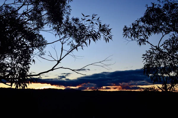 Sonnenuntergang Zwischen Den Bäumen Bei Bullaburra Den Blue Mountains Australiens — Stockfoto