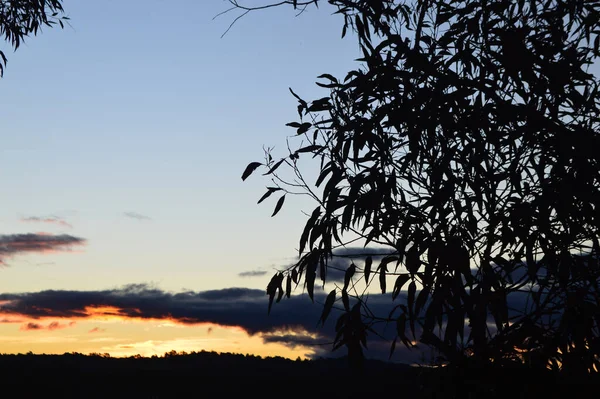 Tramonto Tra Gli Alberi Bullaburra Nelle Blue Mountains Australia — Foto Stock